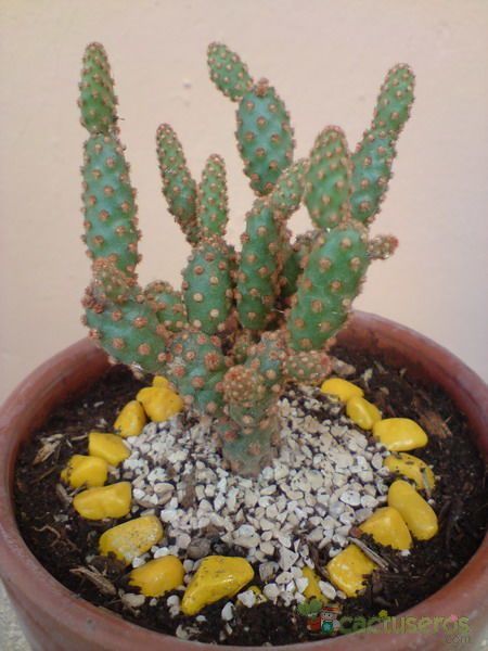 Una foto de Opuntia microdasys ssp. rufida fma. monstruosa