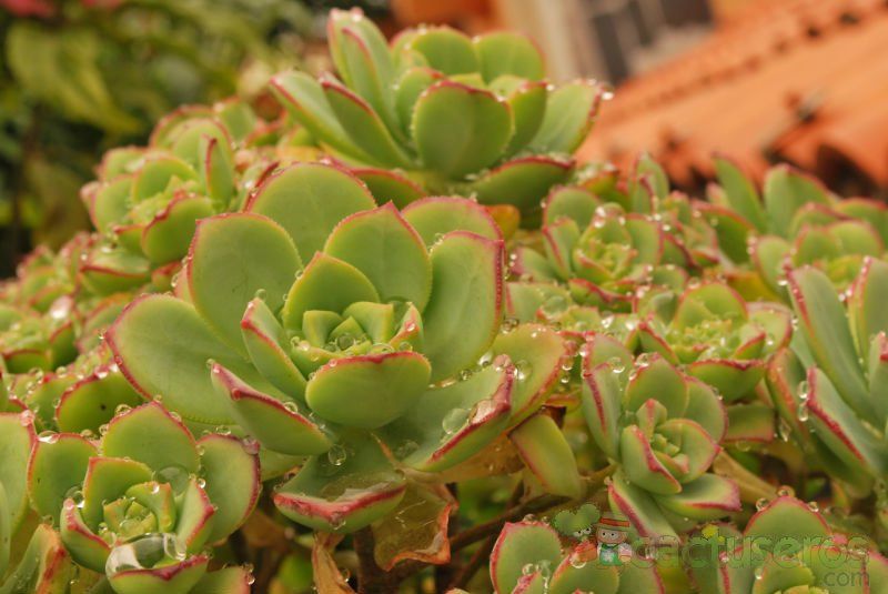 A photo of Aeonium lancerottense