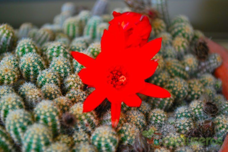 Una foto de Echinopsis chamaecereus