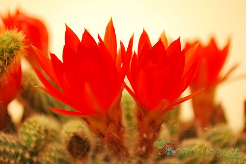 Una foto de Echinopsis chamaecereus