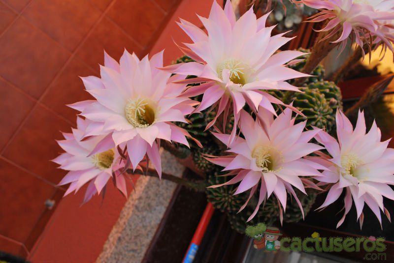 Una foto de Echinopsis oxygona