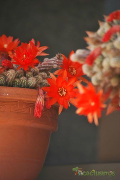 Una foto de Echinopsis chamaecereus