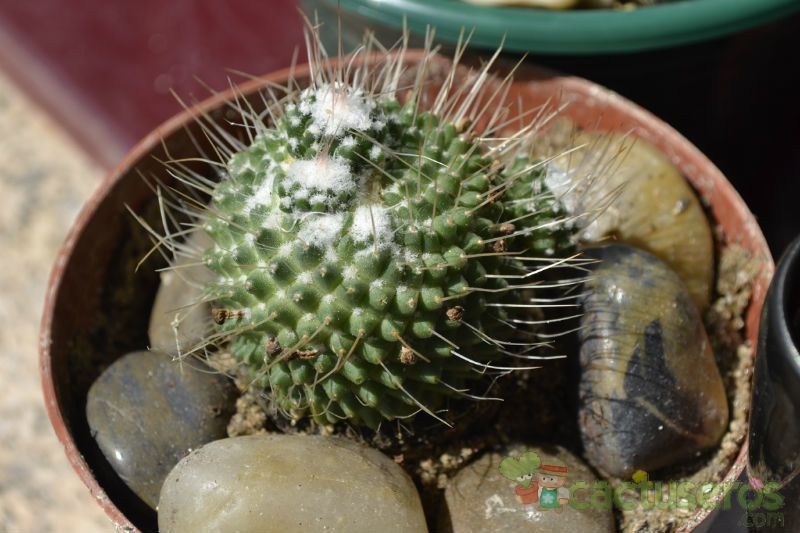 Una foto de Mammillaria spinosissima fma. unpico