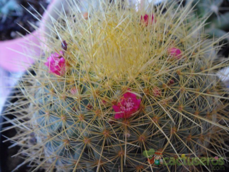 Una foto de Mammillaria rhodantha ssp. pringlei