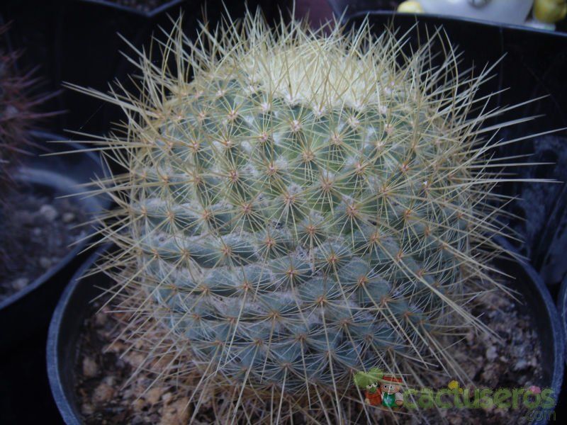 Una foto de Mammillaria rhodantha ssp. pringlei