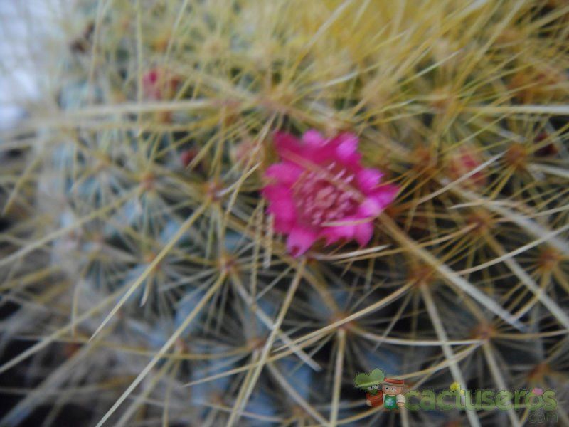 Una foto de Mammillaria rhodantha ssp. pringlei