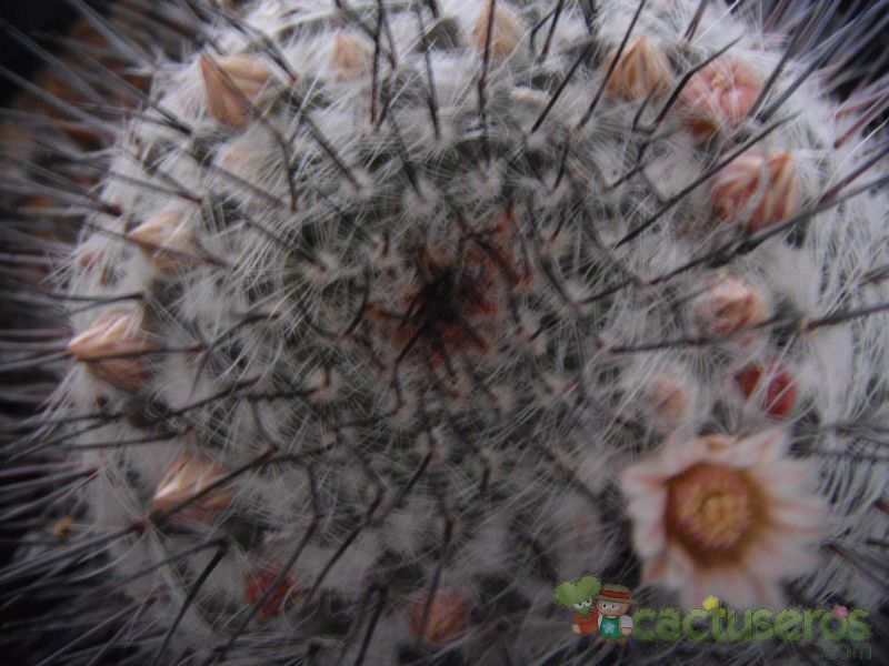 Una foto de Mammillaria chionocephala