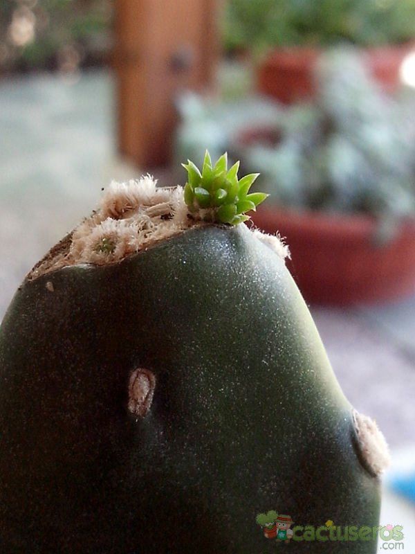 A photo of Opuntia elata