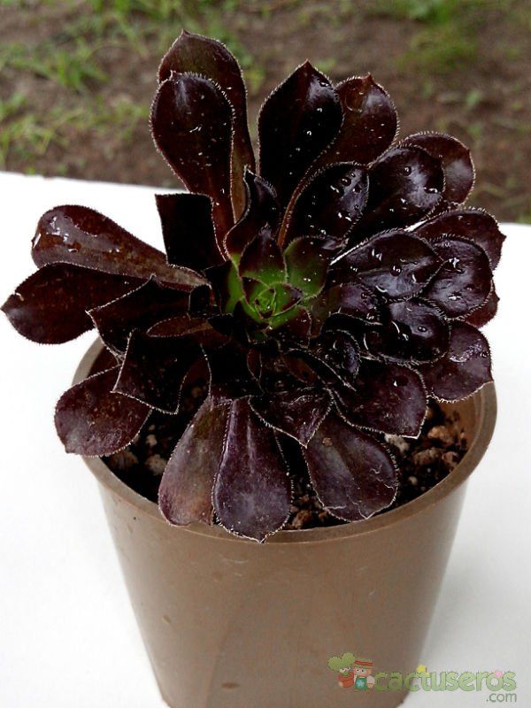 Una foto de Aeonium arboreum cv. artropurpureum