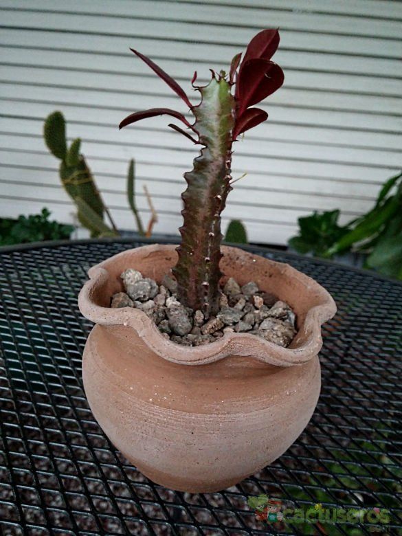 Una foto de Euphorbia trigona var. rubra