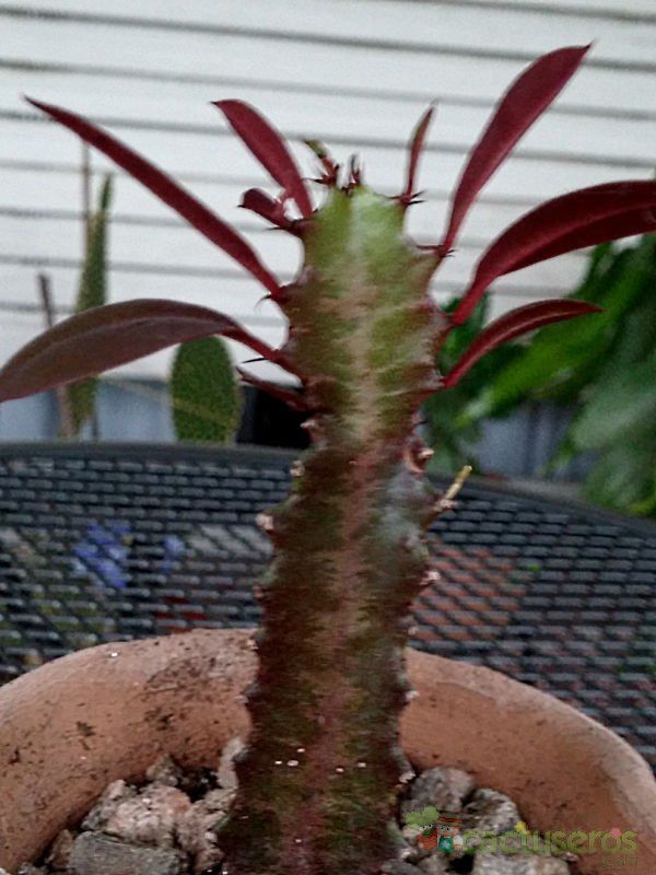 Una foto de Euphorbia trigona var. rubra