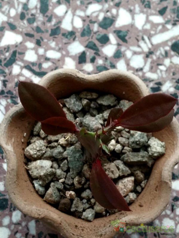 Una foto de Euphorbia trigona var. rubra