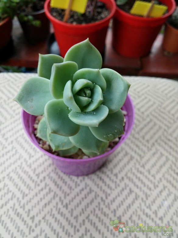 A photo of Graptoveria cv. Titubans (Graptopetalum paraguayense x Echeveria derenbergii)