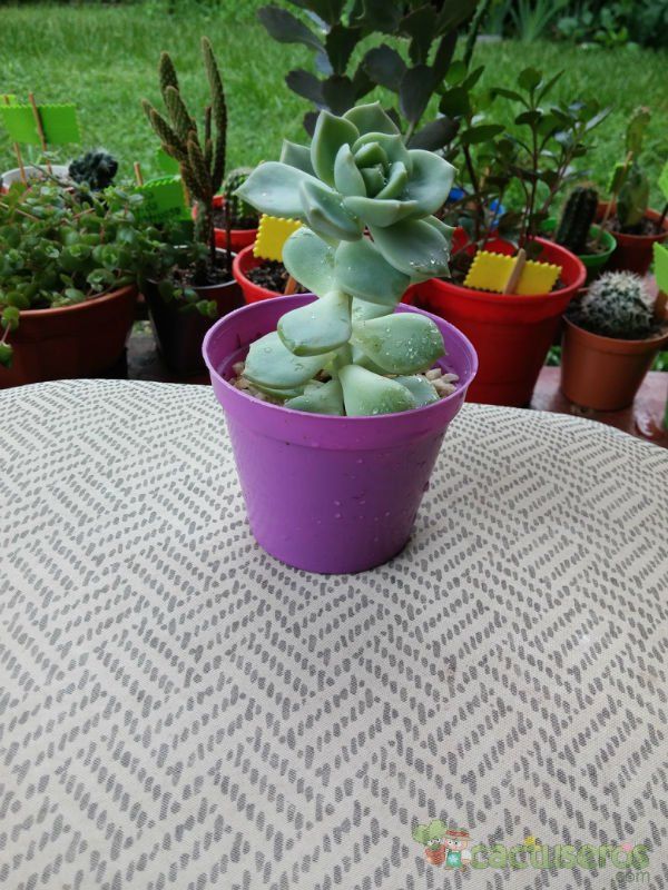 A photo of Graptoveria cv. Titubans (Graptopetalum paraguayense x Echeveria derenbergii)