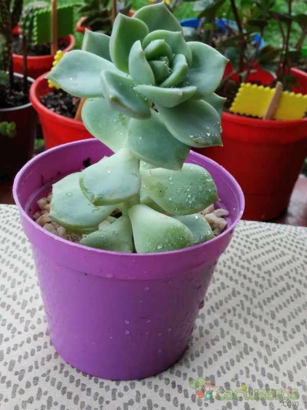 A photo of Graptoveria cv. Titubans (Graptopetalum paraguayense x Echeveria derenbergii)