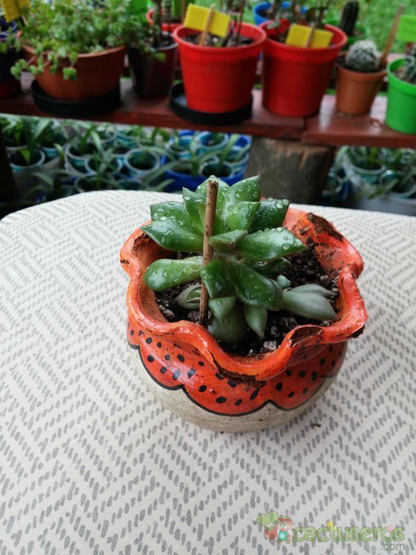 Una foto de Anacampseros rufescens