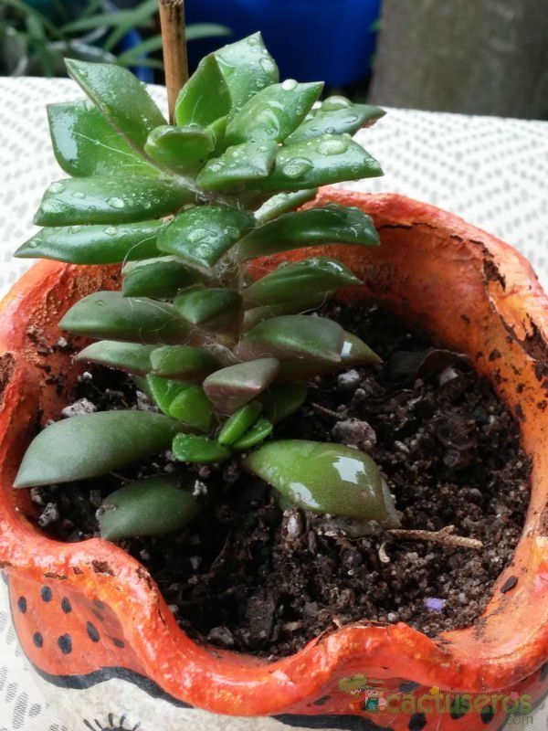 Una foto de Anacampseros rufescens