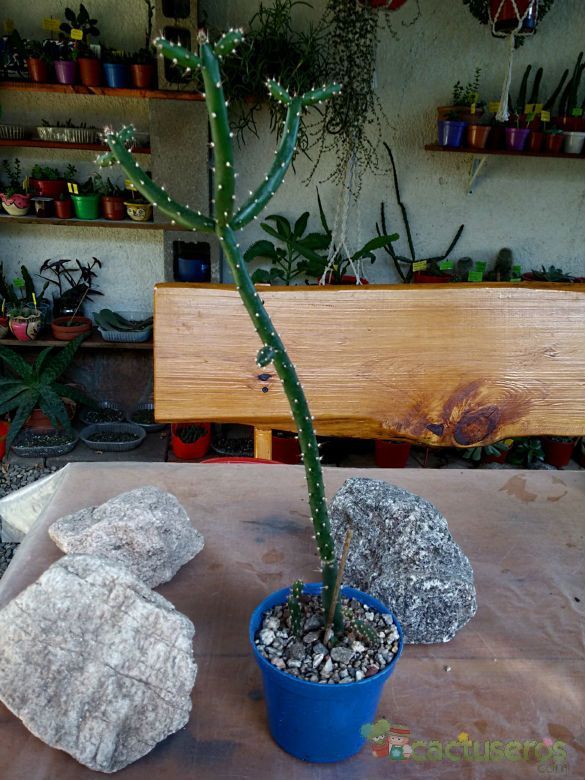 A photo of Opuntia salmiana