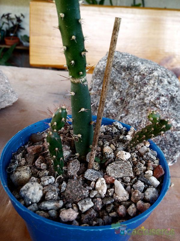 A photo of Opuntia salmiana