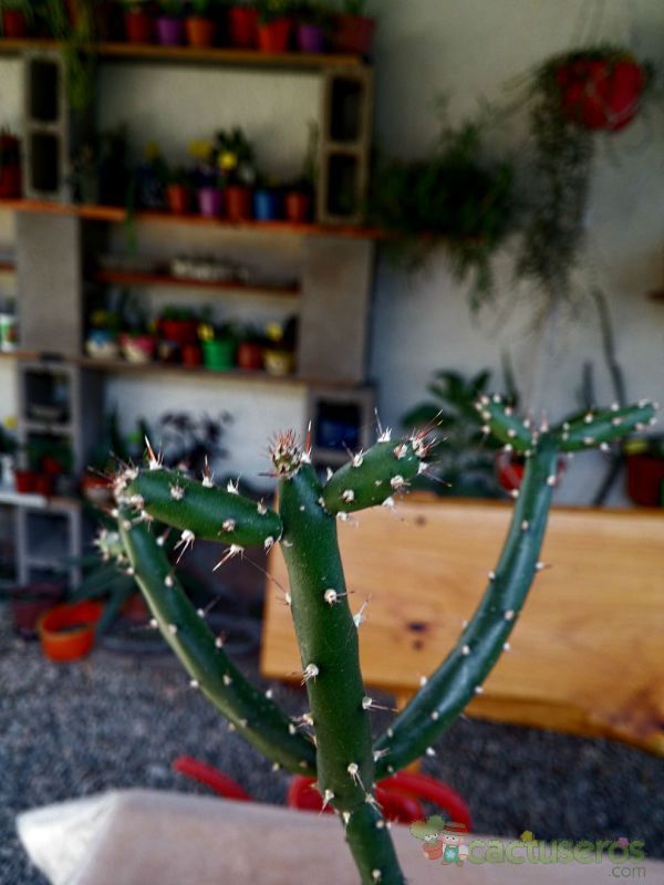 A photo of Opuntia salmiana
