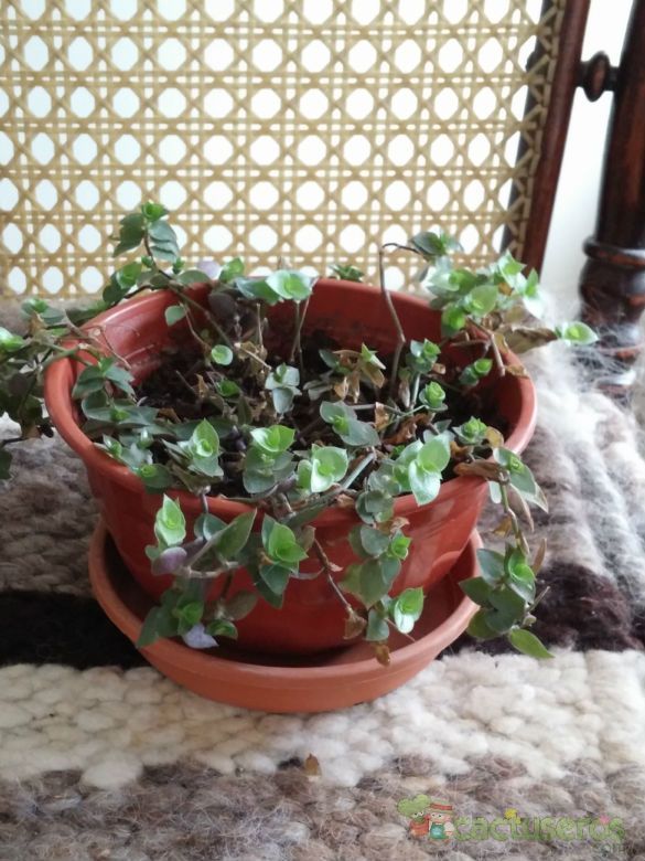 Una foto de Callisia repens