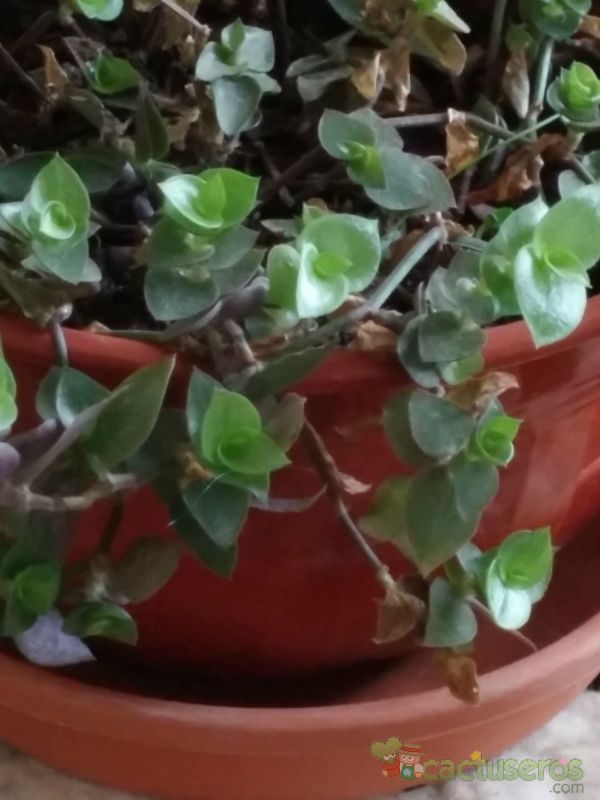 Una foto de Callisia repens
