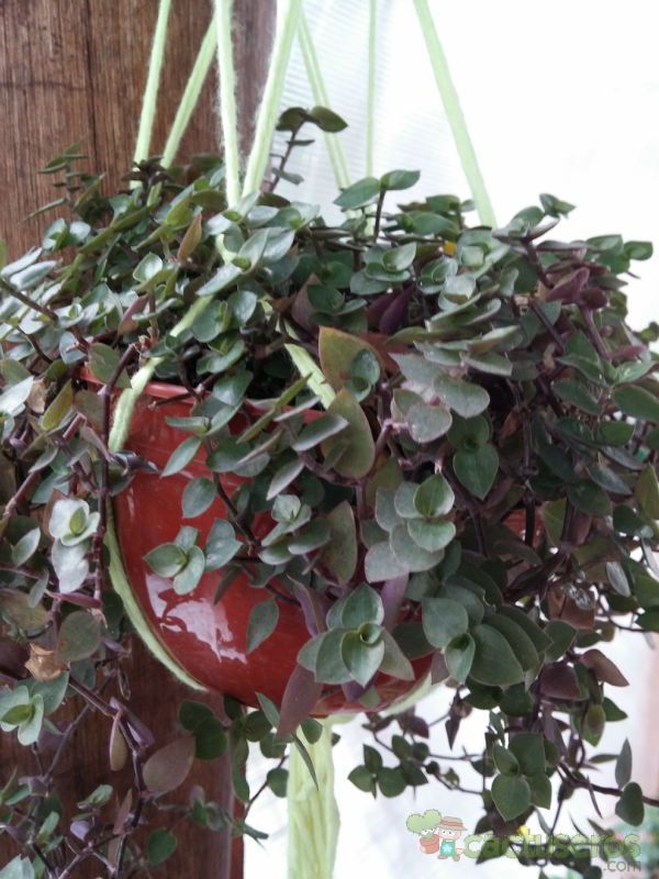 Una foto de Callisia repens