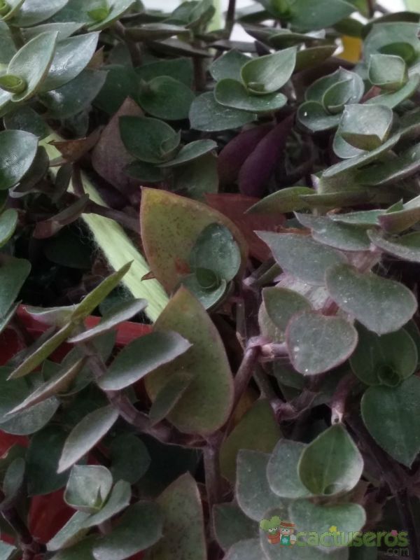 Una foto de Callisia repens