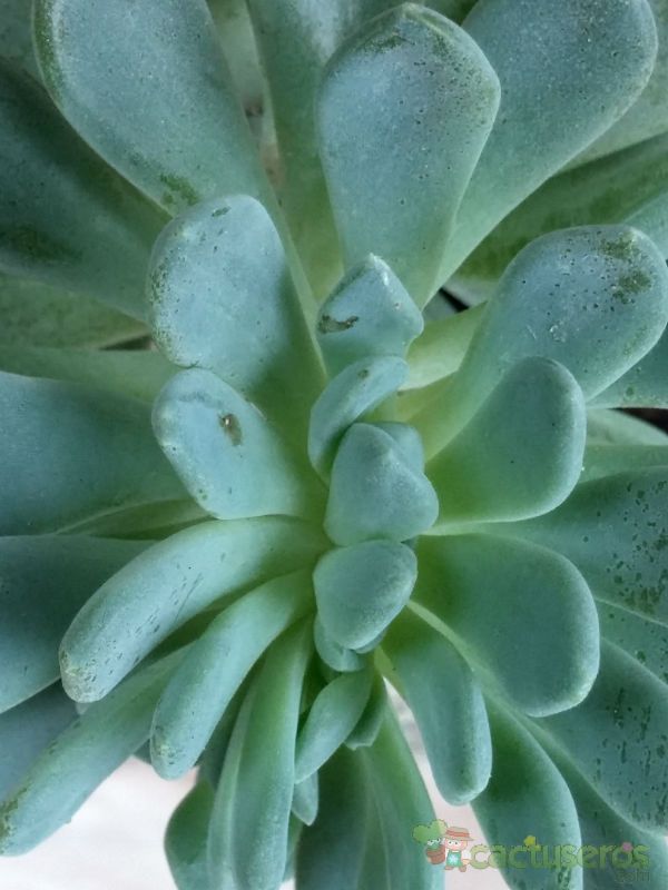 Una foto de Pachyveria Changeling (Pachyphytum bracteosum x Echeveri secunda)