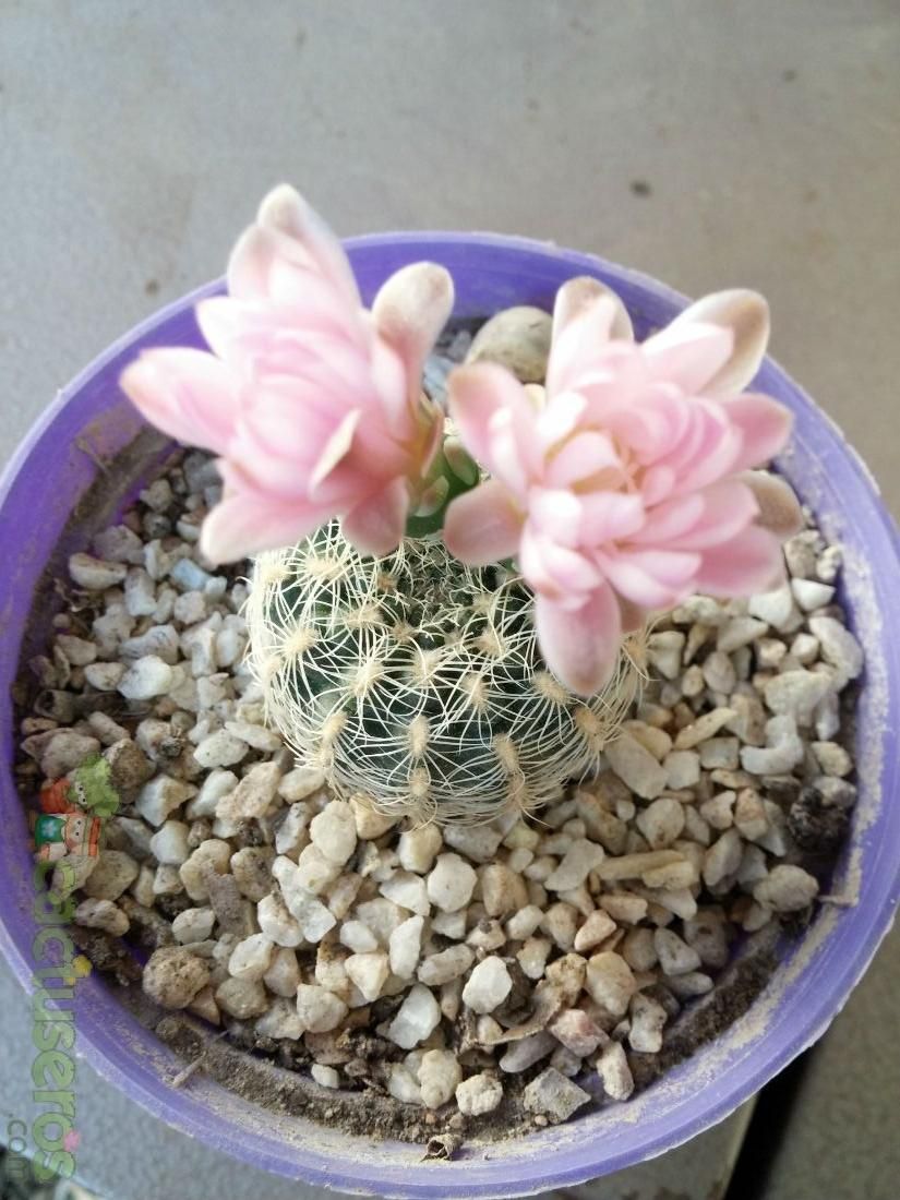 A photo of Gymnocalycium bruchii