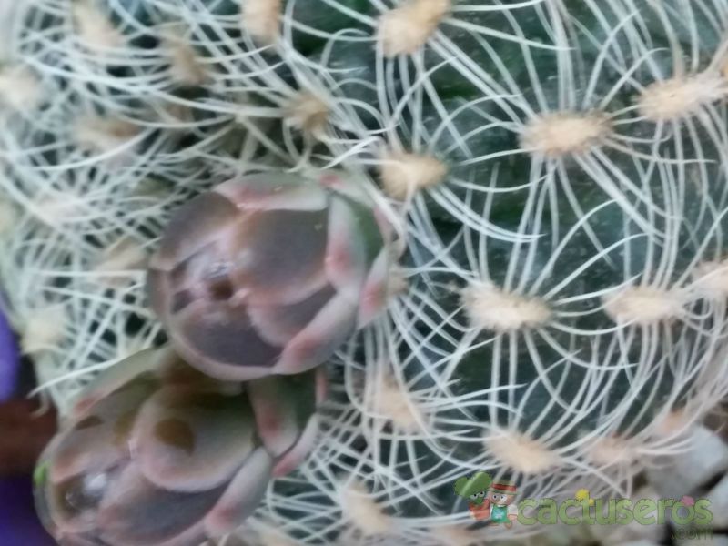 A photo of Gymnocalycium bruchii