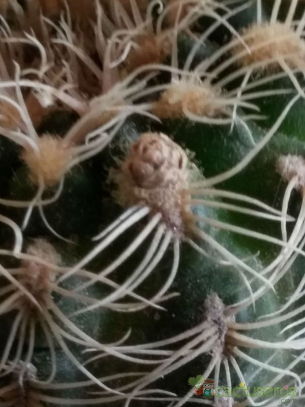 A photo of Gymnocalycium bruchii