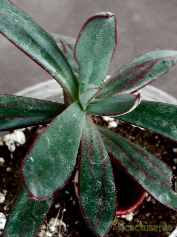 A photo of Echeveria nodulosa