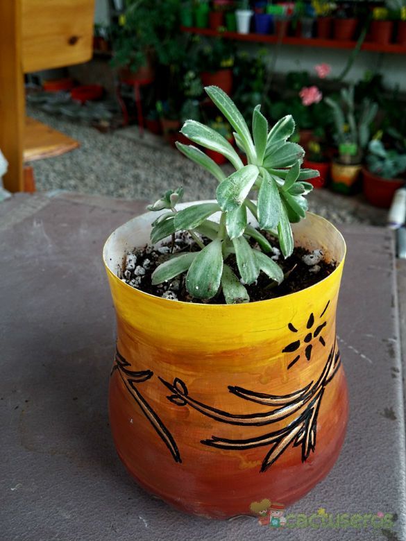 A photo of Aeonium castello-paivae fma. variegada