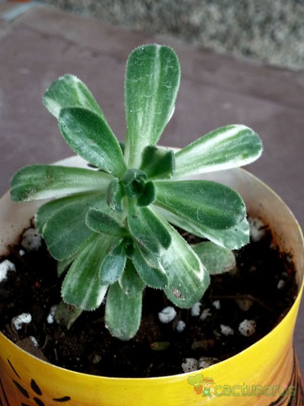 Una foto de Aeonium castello-paivae fma. variegada