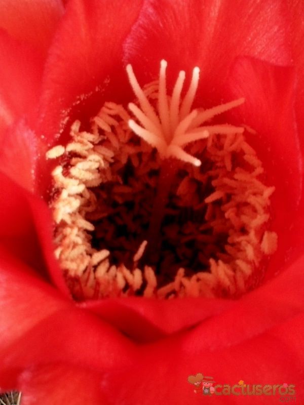 Una foto de Echinopsis huascha