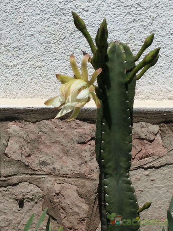 Una foto de Cereus stenogonus