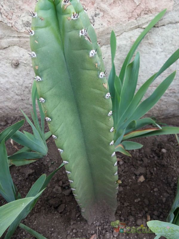 Una foto de Cereus stenogonus