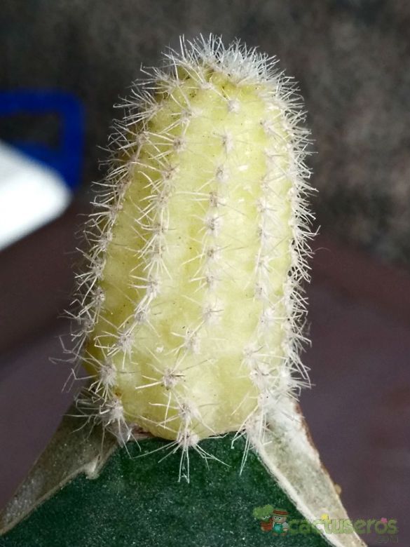 A photo of Echinopsis chamaecereus (injertado)