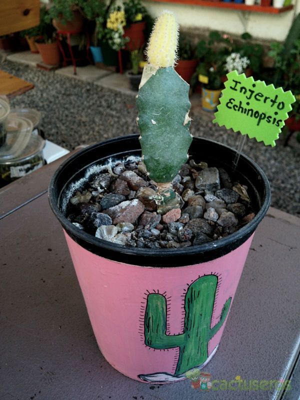 A photo of Echinopsis chamaecereus (injertado)
