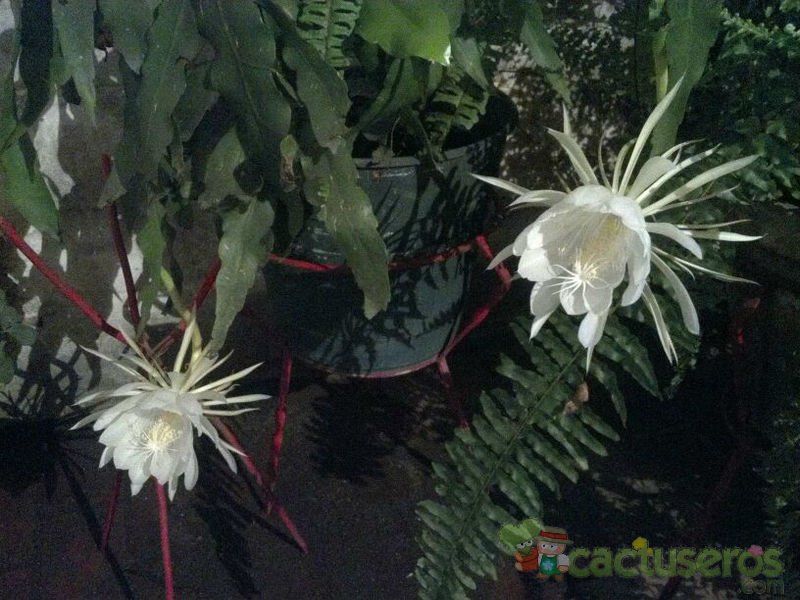 A photo of Epiphyllum oxypetalum