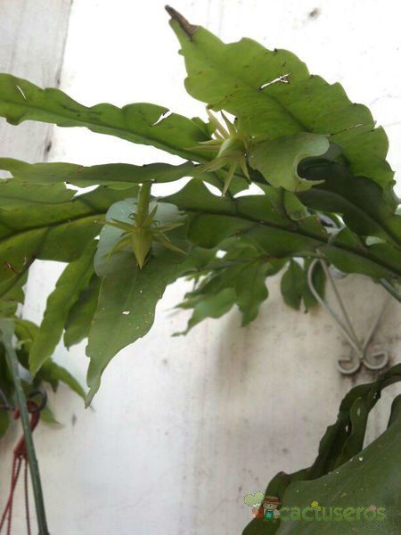 A photo of Epiphyllum oxypetalum