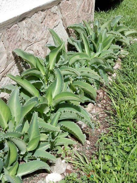 Una foto de Bryophyllum laetivirens