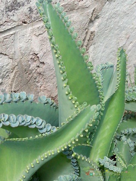 Una foto de Bryophyllum laetivirens