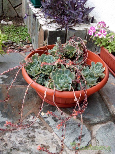 Una foto de Echeveria secunda
