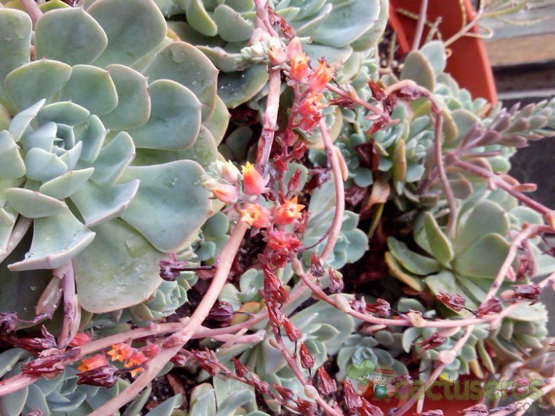 Una foto de Echeveria secunda