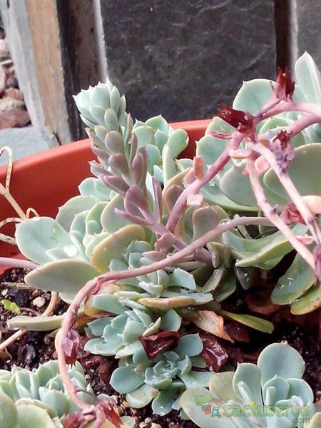 Una foto de Echeveria secunda