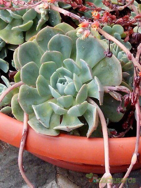 Una foto de Echeveria secunda