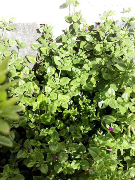 A photo of Mesembryanthemum cordifolium