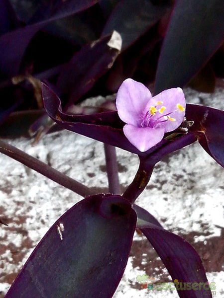 A photo of Tradescantia pallida